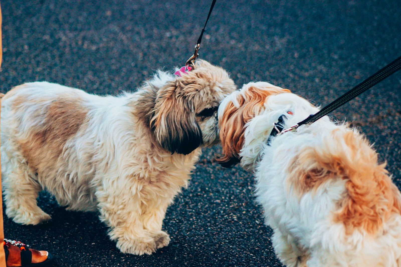 Zwei angeleinte Hunde beschnuppern sich auf einem Weg