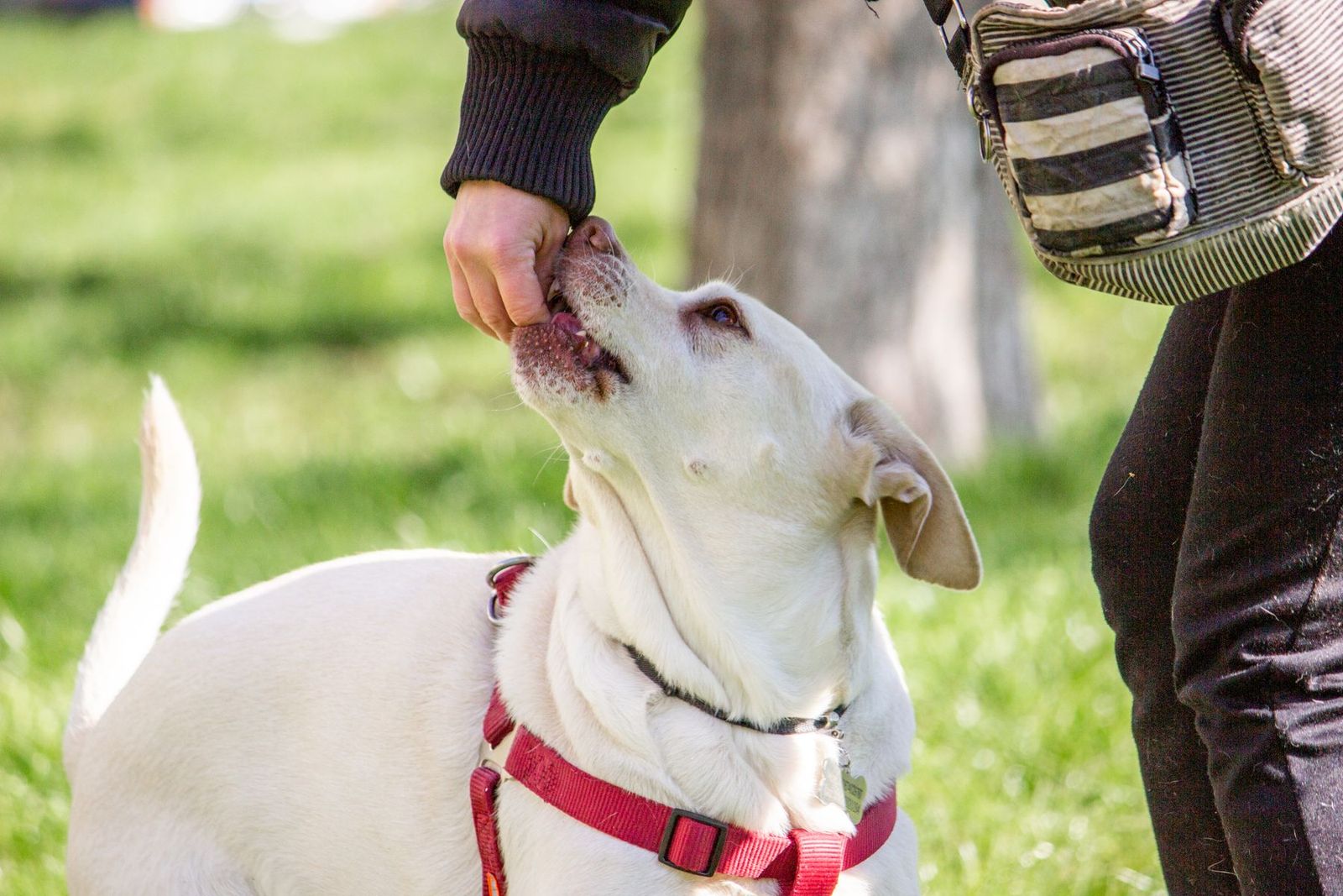 Labrador bekommt beim Training im Freien eine Belohnung