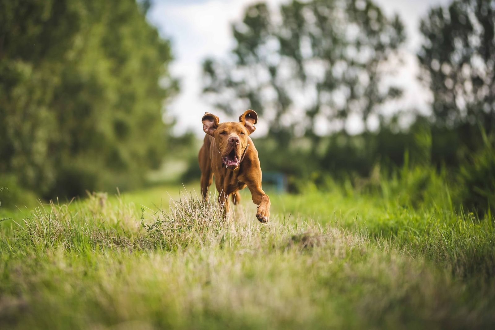 Brauner Hund läuft freudig über eine grüne Wiese