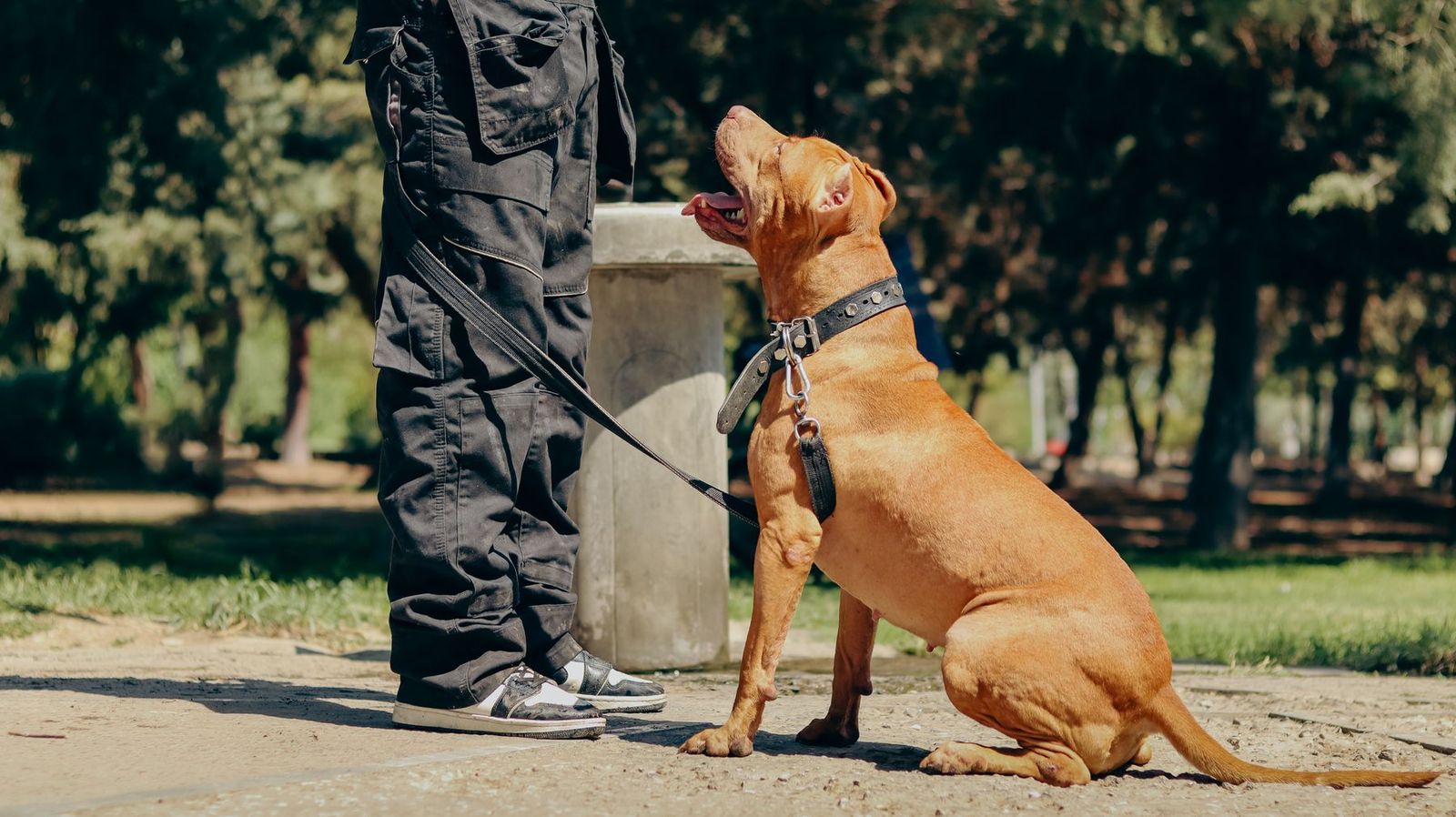 Hund sitzt ruhig neben den Beinen seines Halters im Park