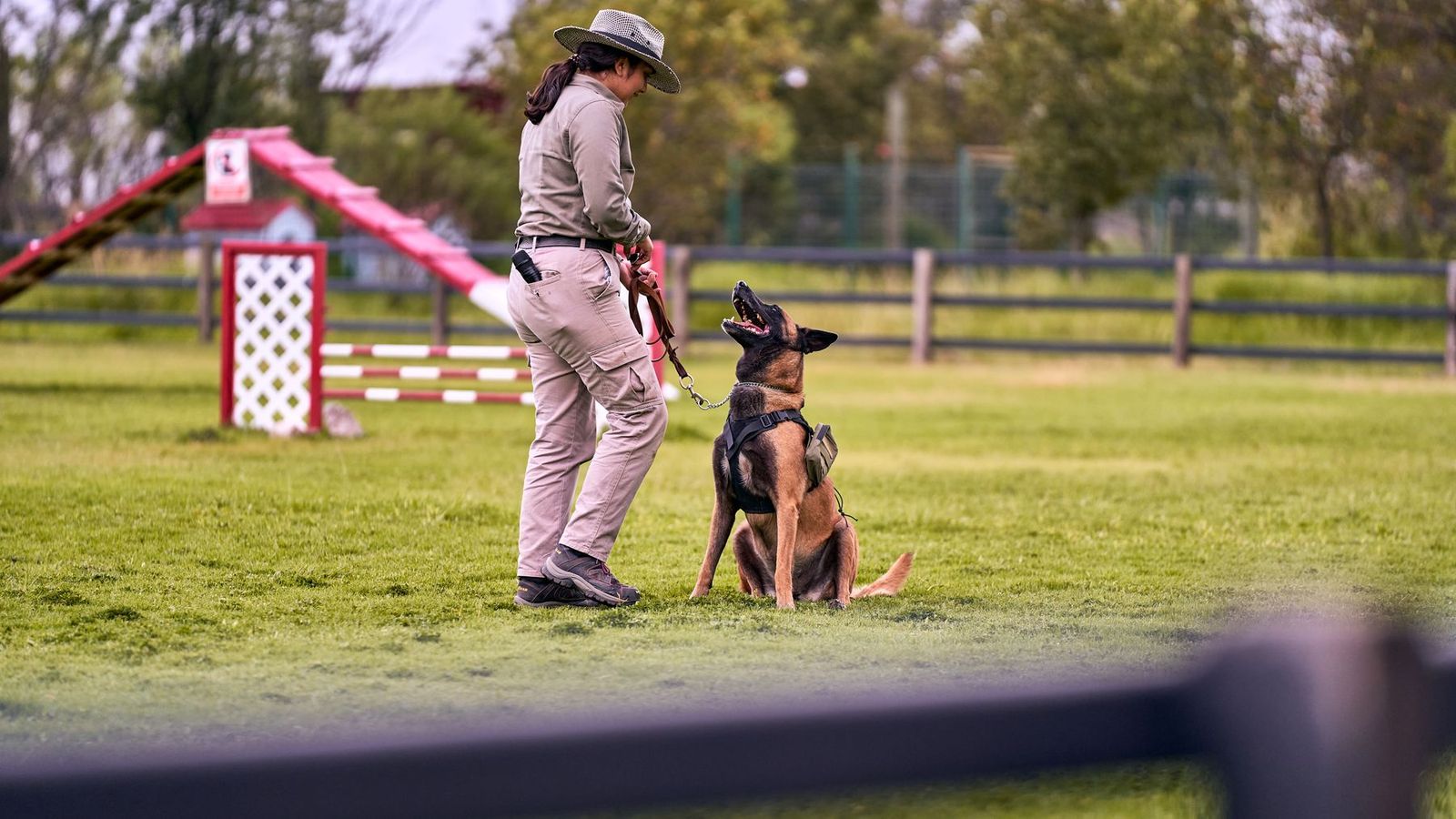 Trainer mit Hund bei einer Übung auf einer Wiese im Park