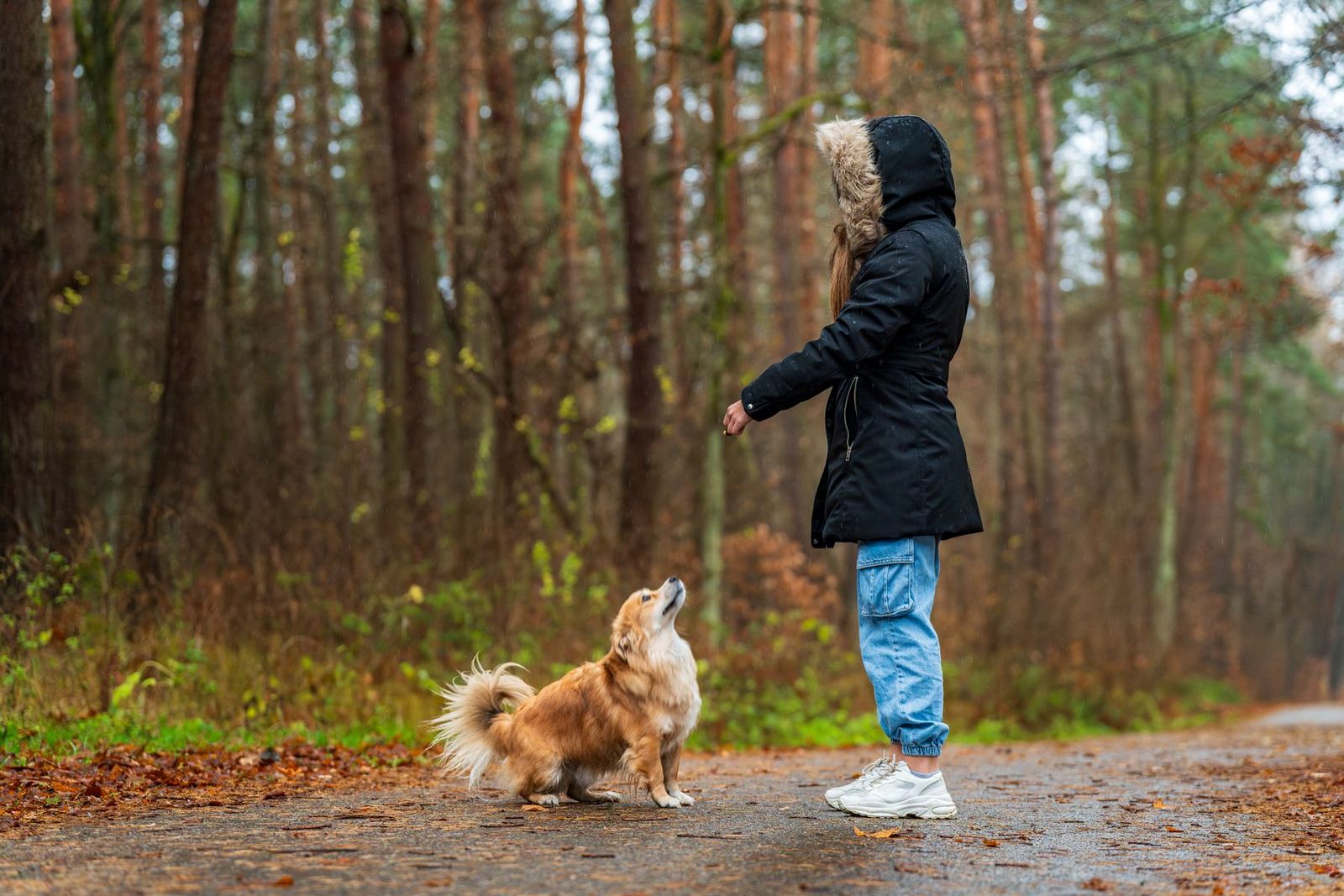 Frau trainiert ihren Hund im herbstlichen Wald